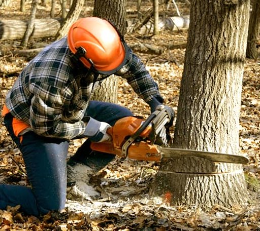 Tree Removal in Maple Hill, NC